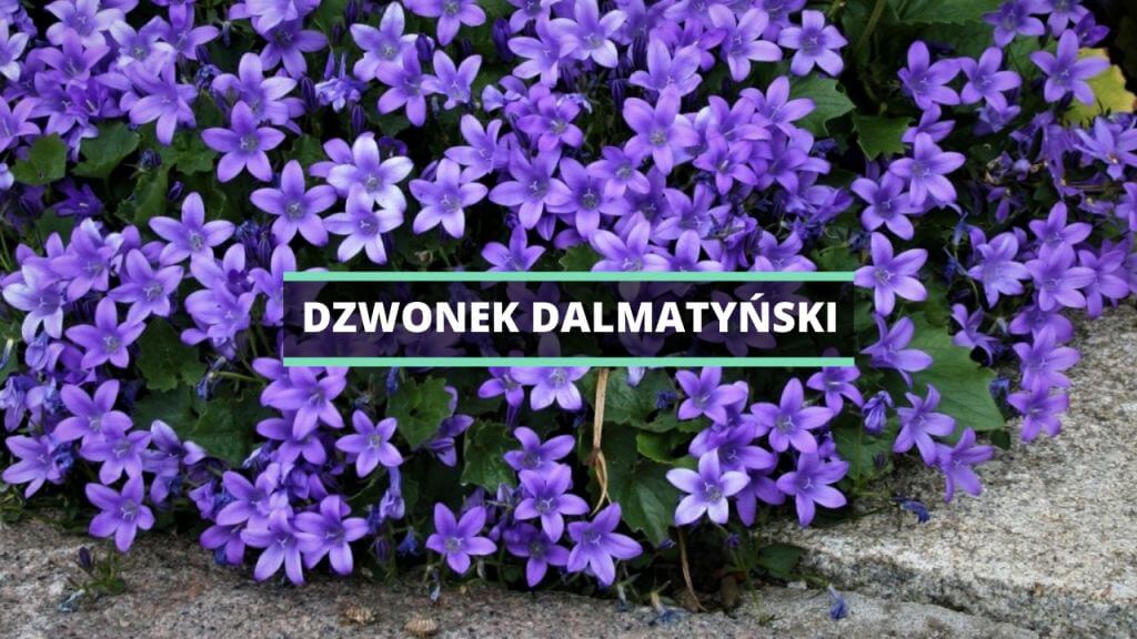 Dzwonek dalmatyński - uprawa, pielęgnacja, wymagania