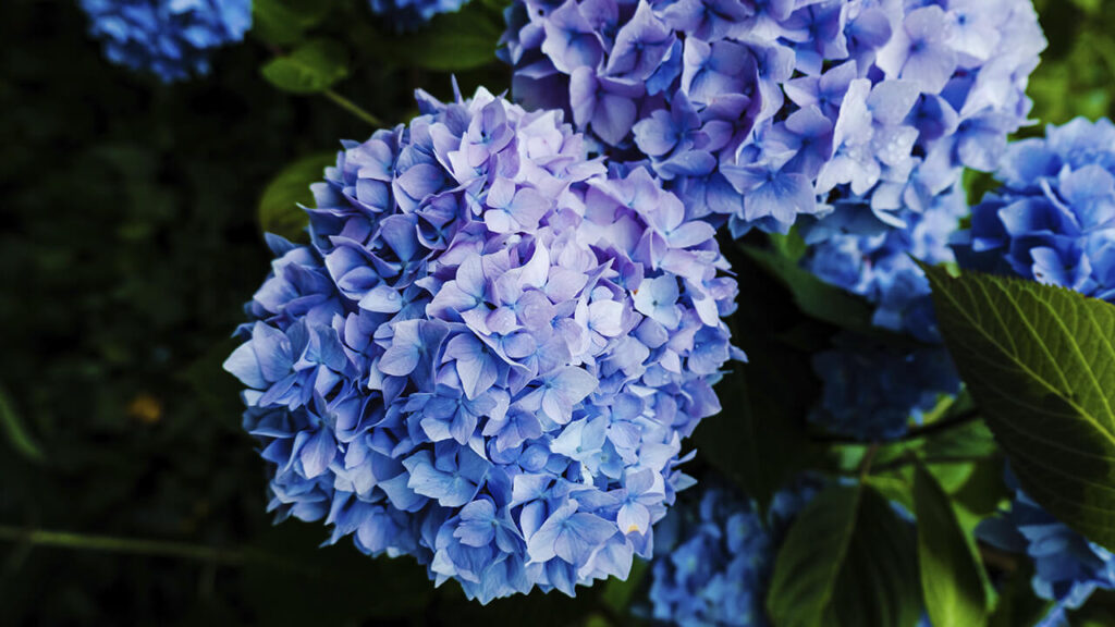 niebieskie kwiaty - hortensje