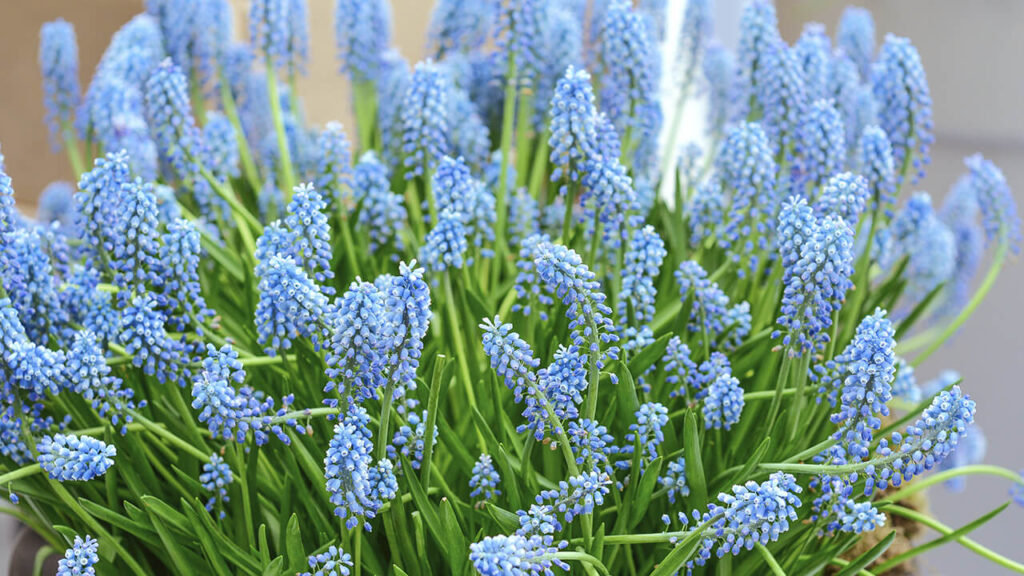 szafirek niebieski kwiat na wiosnę