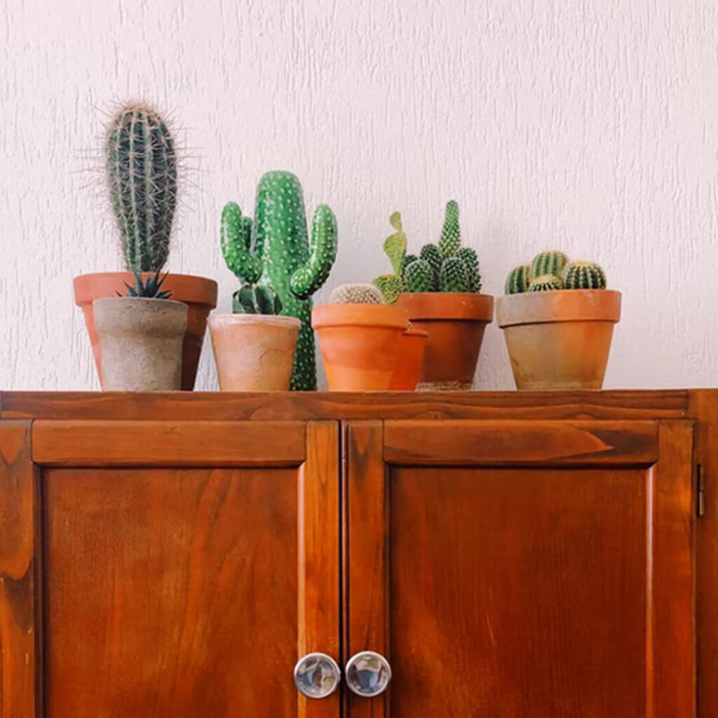 kaktus roślina do mieszkania