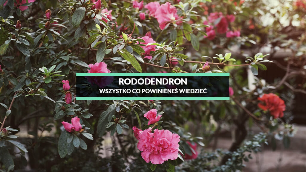 rododendron uprawa pielęgnacja