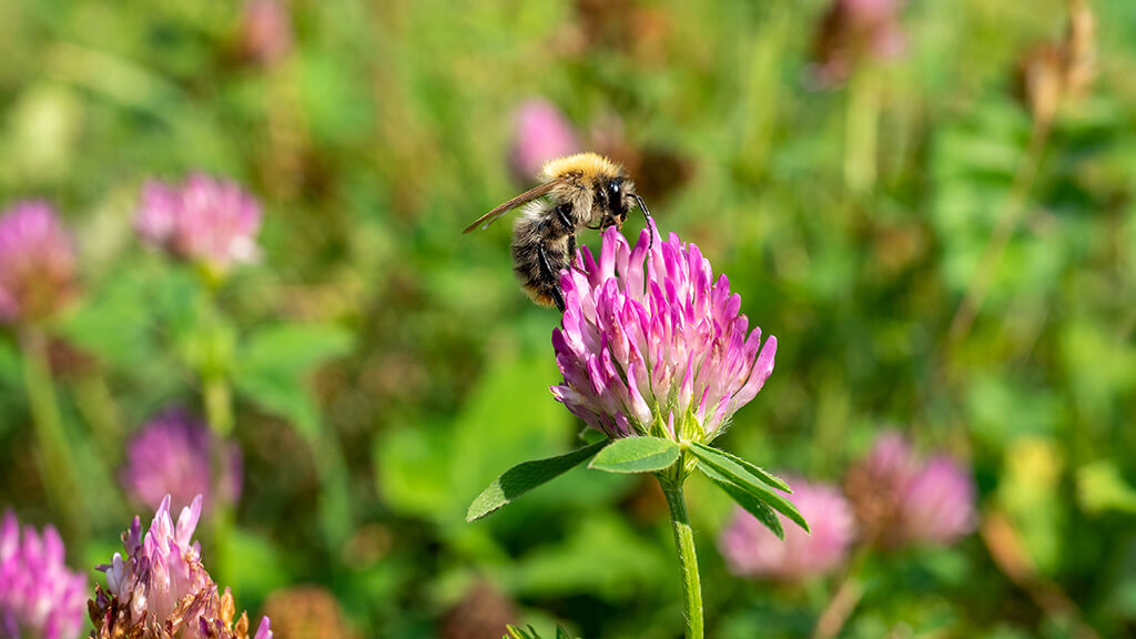 koniczyna wabi pożyteczne owady - pszczoły