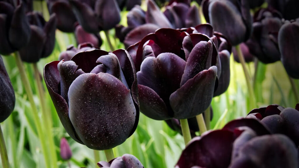 czarne tulipany w ogrodzie