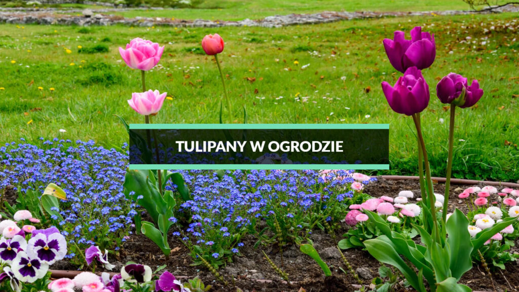 tulipany w ogrodzie - uprawa