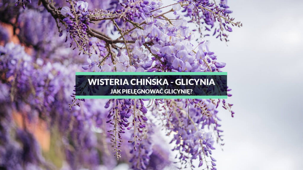 glicynia chińska wisteria