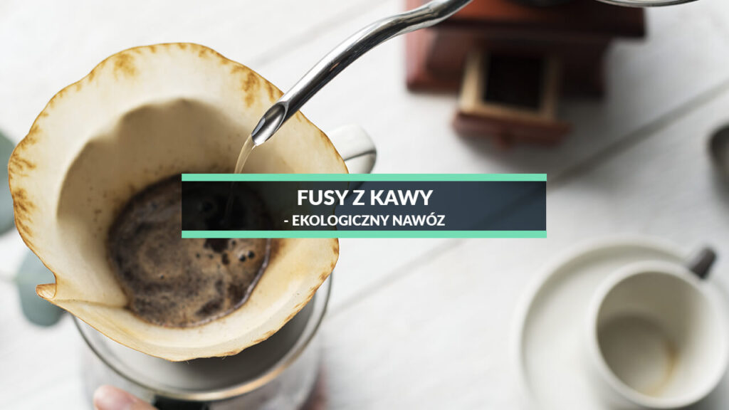 fusy z kawy jako nawóz do roślin